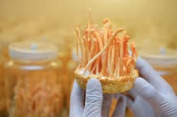 cord imagen hongo cordyceps